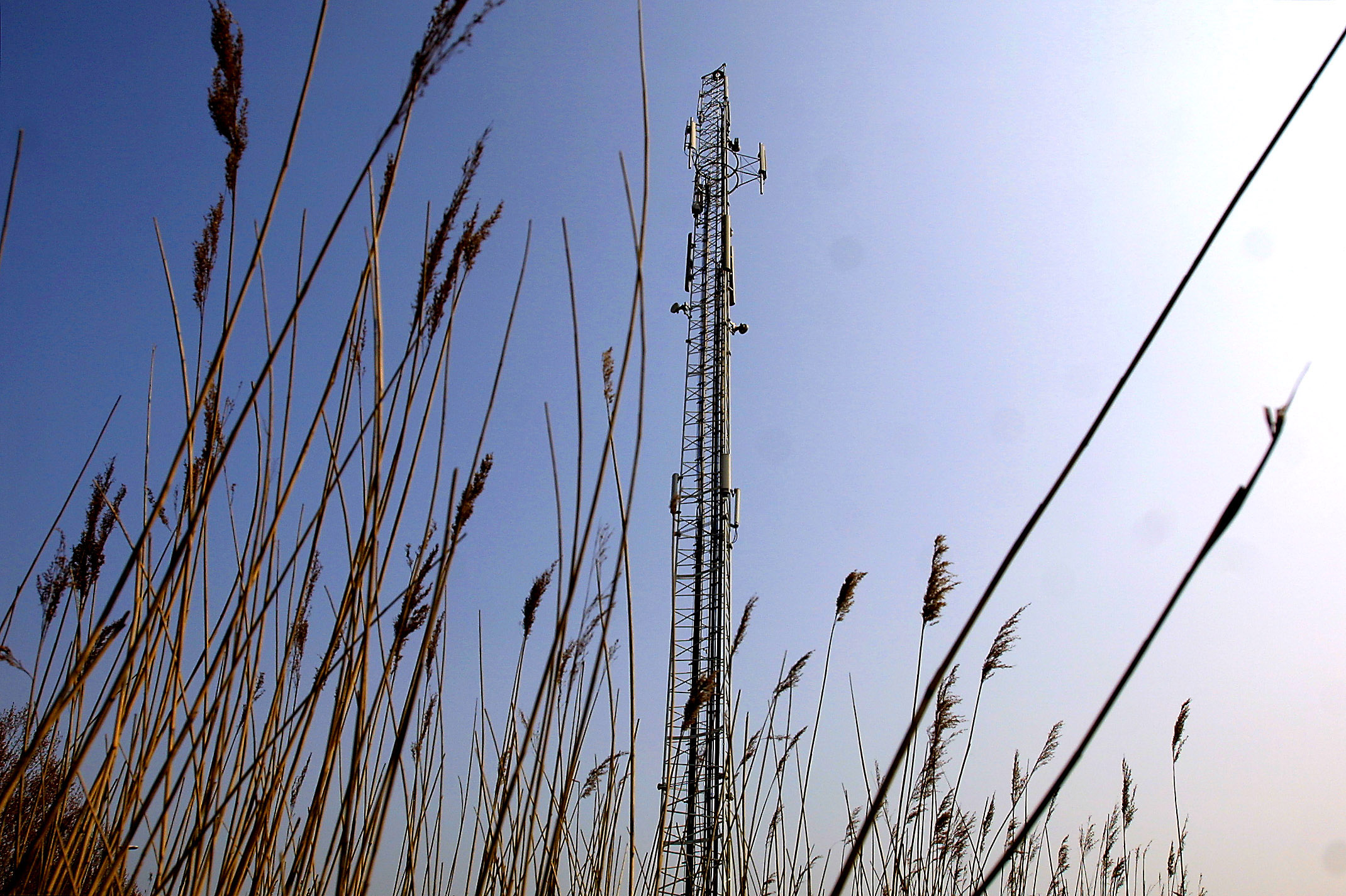 Antenne-in-het-riet-1